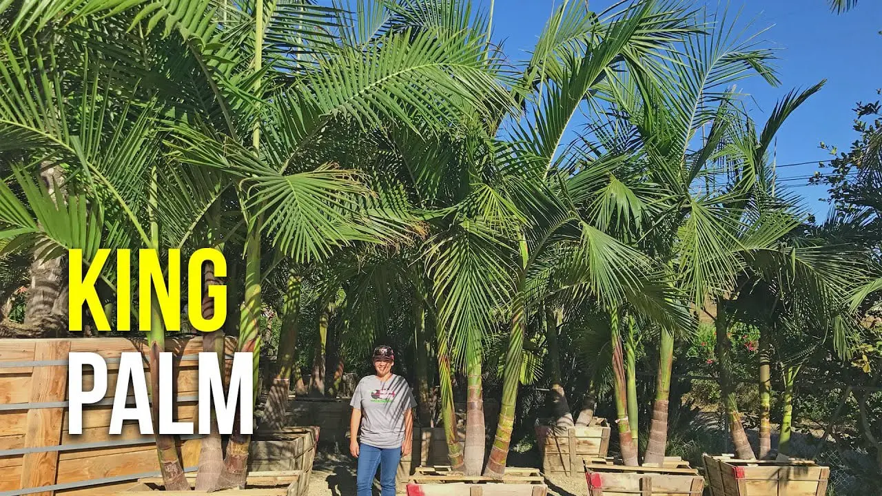 King Palm 9